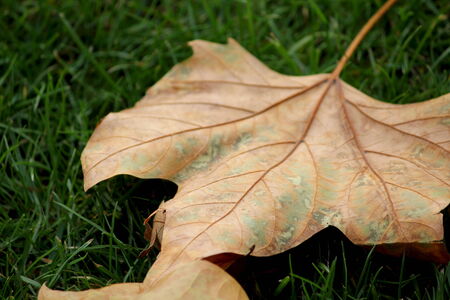 Autumn Leafの写真素材