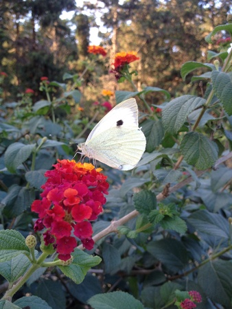 Butterfly on a red flowerの素材