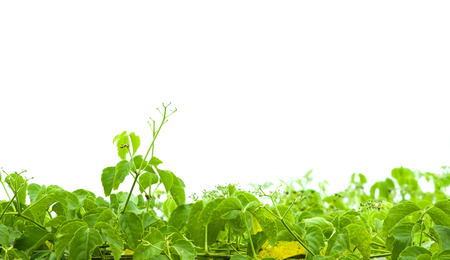 Isolated plantの写真素材