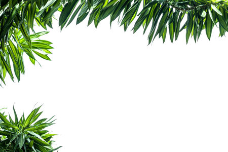 Isolated plantの写真素材
