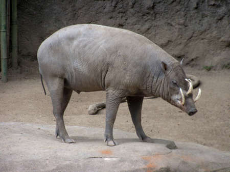 Babirusa Pigの写真素材