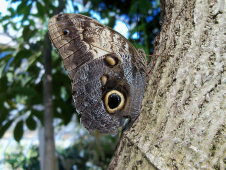 Owl butterflyの写真素材
