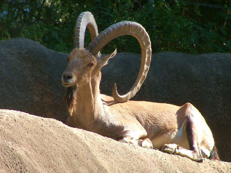 Nubian Ibexの写真素材