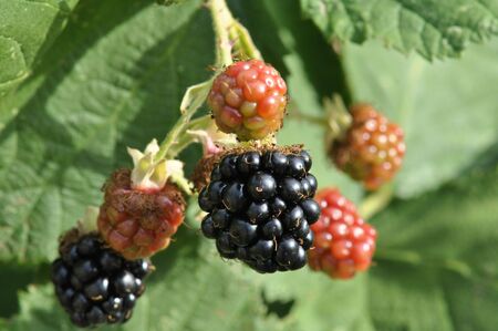 Various blackberriesの写真素材