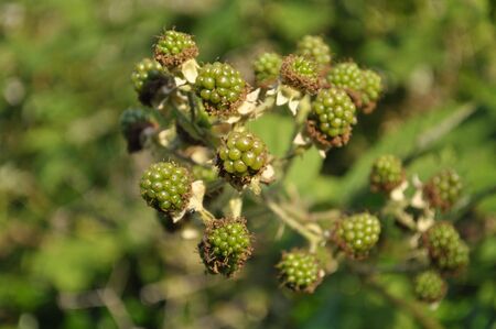 Premature sunlit blackberriesの写真素材