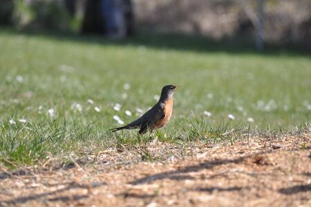 A surprising social robin