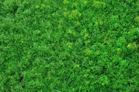 Top view of grass fieldの写真素材