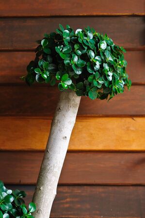 Tree over wood patternの写真素材