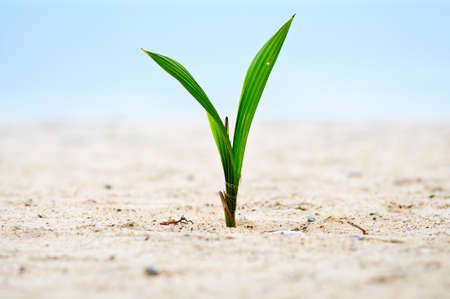 Closeup of baby tree on sandの写真素材