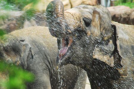 Shot of an elephant cooling off with a shoot of water.の写真素材