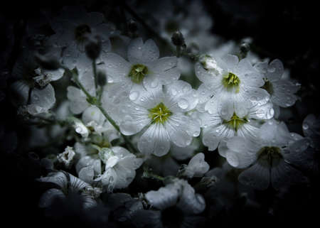 Continuation of an ongoing series of photographs of flowers grown in our backyard and in the gardens of our neighborhood here in Toronto Canadaの写真素材