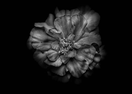 Continuation of an ongoing series of black and white photographs of flowers grown in our backyard and in the gardens of our neighborhood here in Toronto Canadaの写真素材