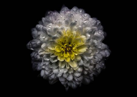 Continuation of an ongoing series of photographs of flowers grown in our backyard and in the gardens of our neighborhood here in Toronto Canadaの写真素材