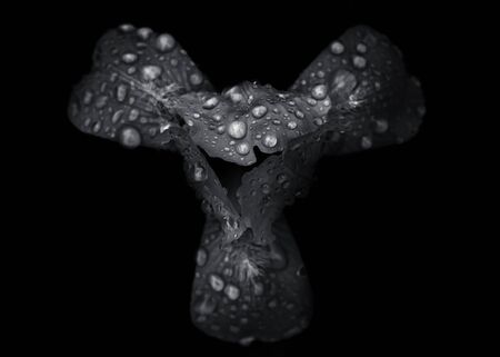 Continuation of an ongoing series of black and white photographs of flowers grown in our backyard and in the gardens of our neighborhood here in Toronto Canadaの写真素材