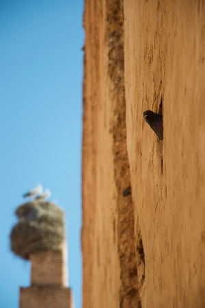 A pigeon peers from a hole in an ancient wall, while a pair of storks nest on a chimney stack in the backgroundの写真素材