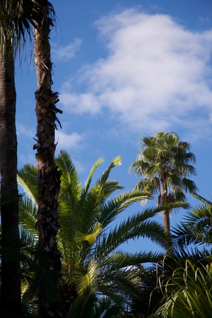 Moroccan palms and plants growing against a bright blue summery skyの写真素材