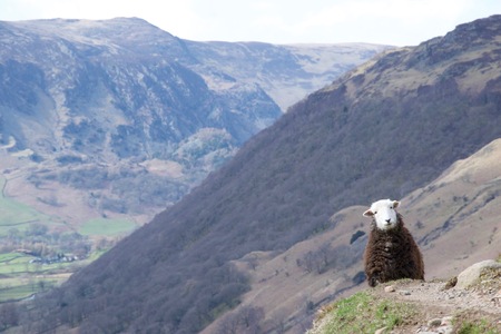 A white faced, brown wool sheep stares at the camera, blocking a path around a mountain valley like a silly animal highwaymanの写真素材