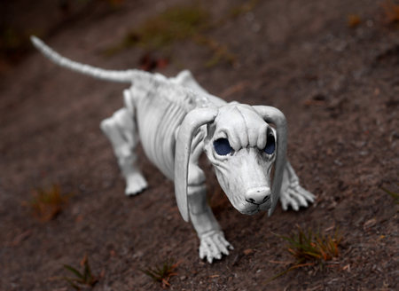 Halloween skeleton dog guarding his territory. Halloween is a holiday celebrated on the night of October 31. Traditional activities include trick-or-treating, bonfires, costume parties, visiting haunted houses, and carving jack-o-lanternsの写真素材