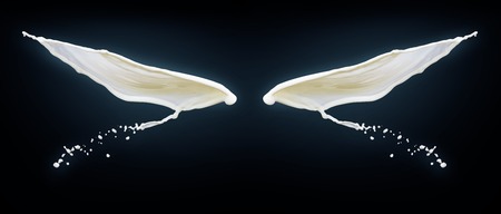 Wings on black background made of splashes of milk.