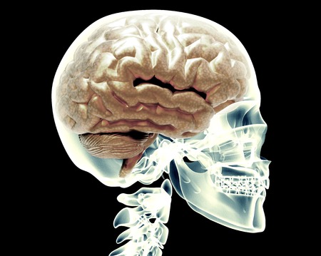 x-ray skull with brain isolated on blackの写真素材