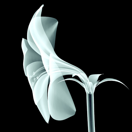 xray image of a flower isolated on black with clipping pathの写真素材