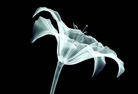 xray image of a flower isolated on black with clipping pathの写真素材