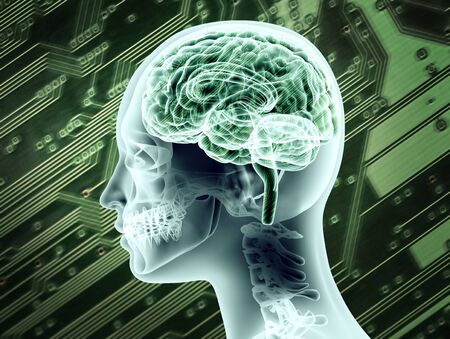 Illustrative representation of female brain anatomy.