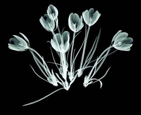 rÃ¶ntgen image of a flower  isolated on black , the crocusの写真素材