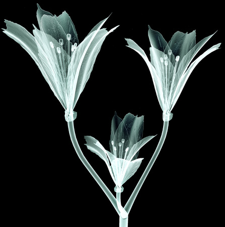 rÃ¶ntgen image of a flower  isolated on black , the  Pink Tiger Lilyの写真素材