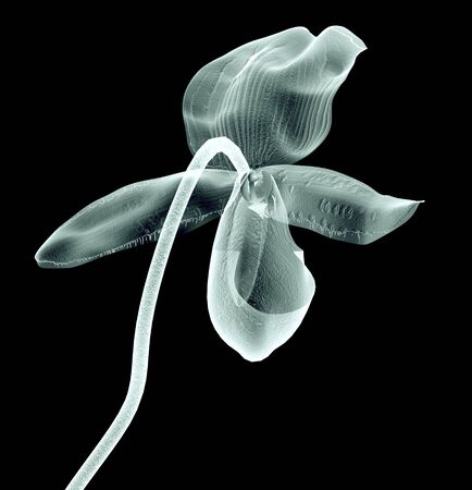 rÃ¶ntgen image of a flower  isolated on black , the orchideの写真素材