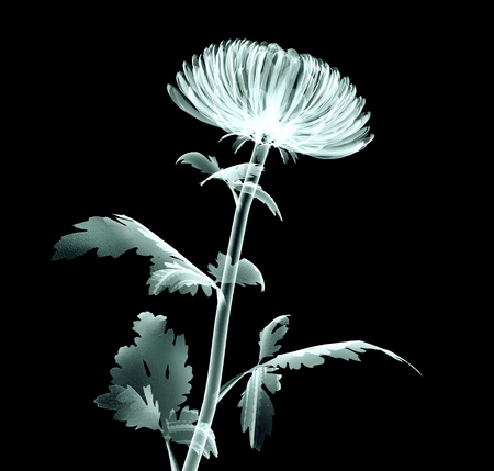 rÃ¶ntgen image of a flower  isolated on black , the Pompon Chrysanthemumの写真素材
