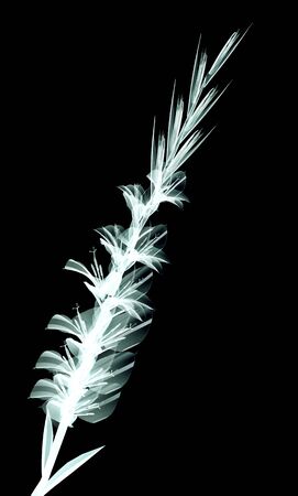 rÃ¶ntgen image of a flower  isolated on black , the Gladiolusの写真素材