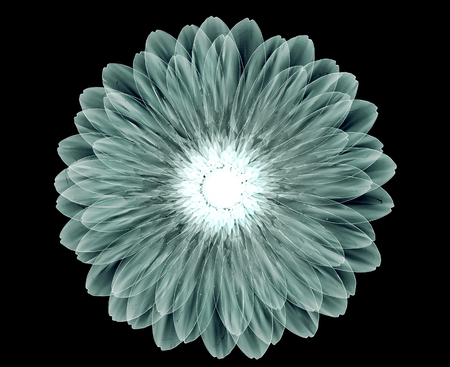 rÃ¶ntgen image of a flower  isolated on black , the geberaの写真素材