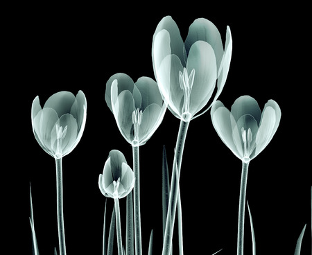rÃ¶ntgen image of a flower  isolated on black , the crocusの写真素材