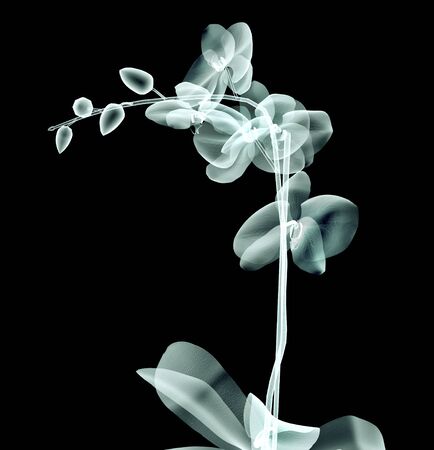 rÃ¶ntgen image of a flower  isolated on black , the orchideの写真素材
