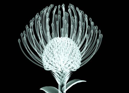 rÃ¶ntgen image of a flower  isolated on black , the Nodding Pincushionの写真素材