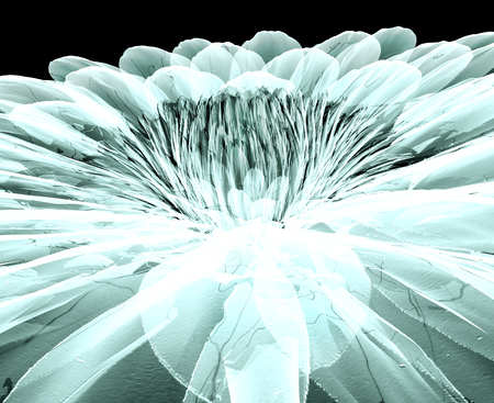 rÃ¶ntgen image of a flower  isolated on black , the geberaの写真素材