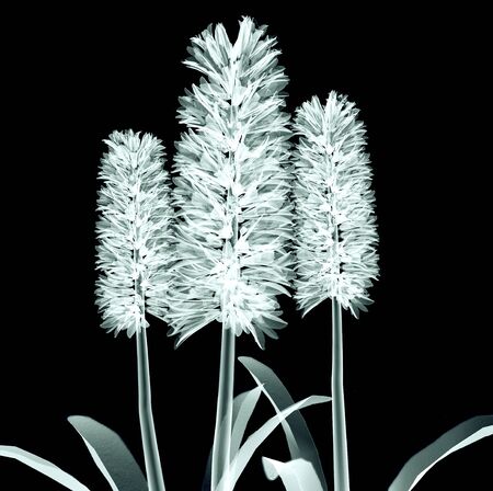 rÃ¶ntgen image of a flower  isolated on black , the Hyacinthの写真素材