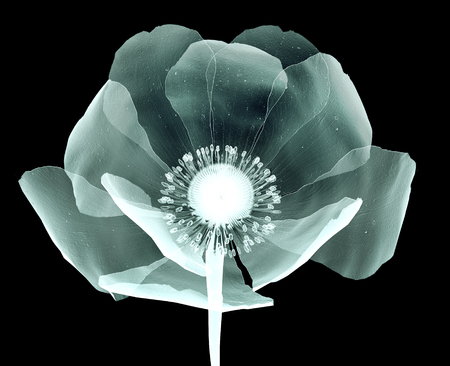 rÃ¶ntgen image of a flower  isolated on black , the Papaveroideaeの写真素材