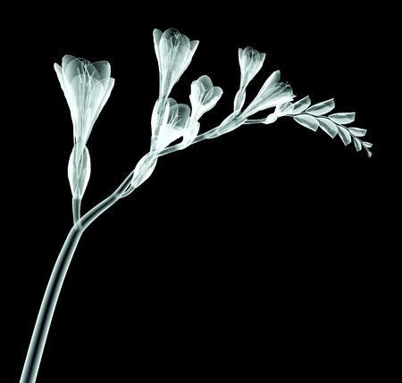 rÃ¶ntgen image of a flower  isolated on black , the Freesiaの写真素材