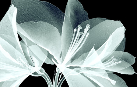 rÃ¶ntgen image of a flower  isolated on black , the Amaryllisの写真素材
