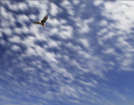 eagle flying throug a sky with clouds.