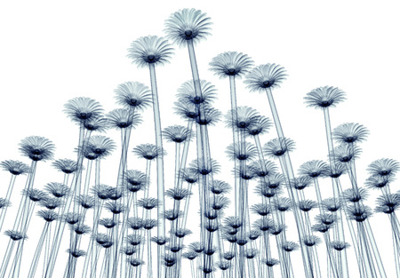 x-ray image of a flower  isolated on white , the gebera 3d illustrationの写真素材