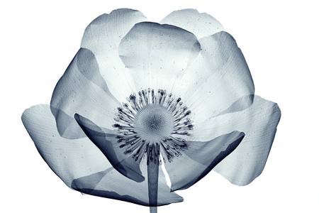 x-ray image of a flower  isolated on white , the poppy Papaver 3d illustrationの写真素材
