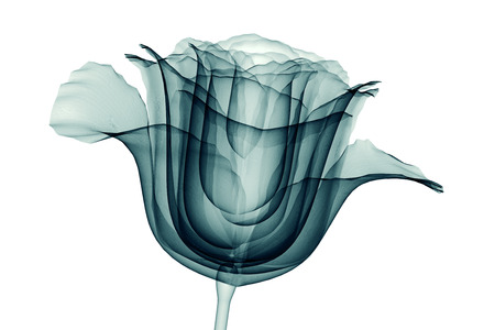 x-ray image of a flower  isolated on white , the rose 3d illustrationの写真素材