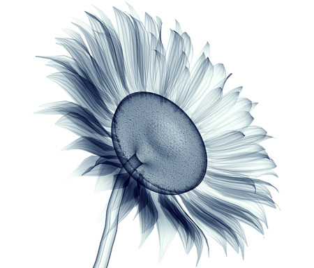 x-ray image of a flower  isolated on white , the sunflower 3d illustrationの写真素材