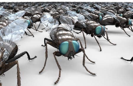 housefly, insect isolated on white   3D illustration.の写真素材