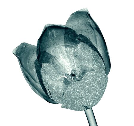 flower  isolated on white , the tulip 3d illustrationの写真素材