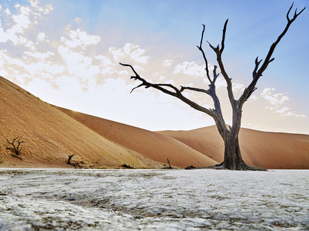 desert of namib with orange sand dunes.の写真素材