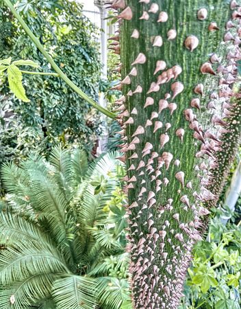 thornes on a tall green plantの写真素材